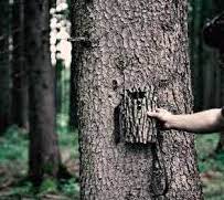 Trail Cameras
