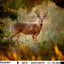 WILDGUARDER GUARD1 TRAIL IR CAMERA & VIDEO HD 12MP (4032 x 3024) ZERO GLOW IR FLASH. 32GB. SD CARD OR HDMI . 65 FT SENSOR. IP66 12 X AA BAT.